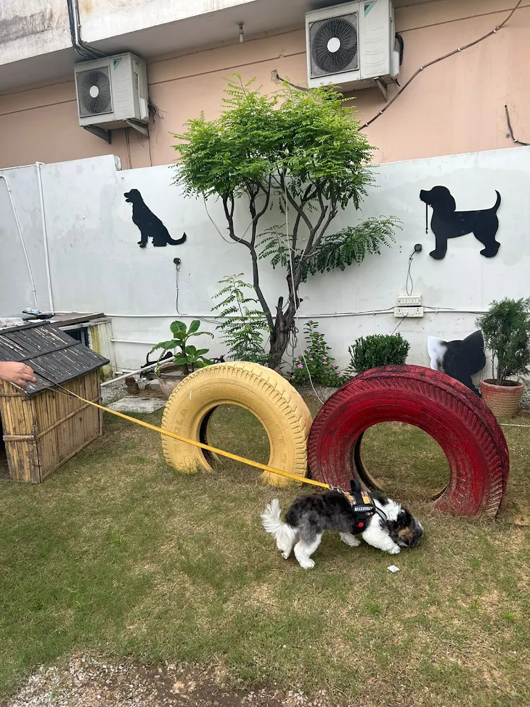 Pet grooming client transformation